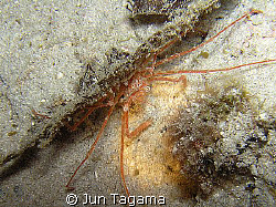Decorator crab by Jun Tagama 